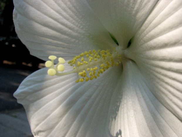 Hibiscus moscheutos