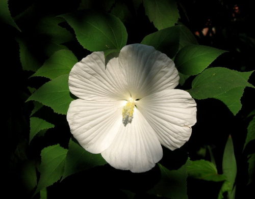 Hibiscus moscheutos