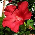 Hibiscus moscheutos