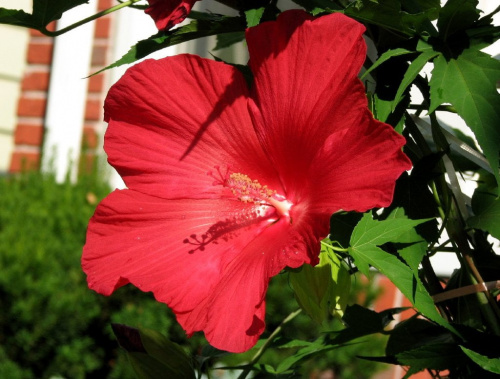 Hibiscus moscheutos