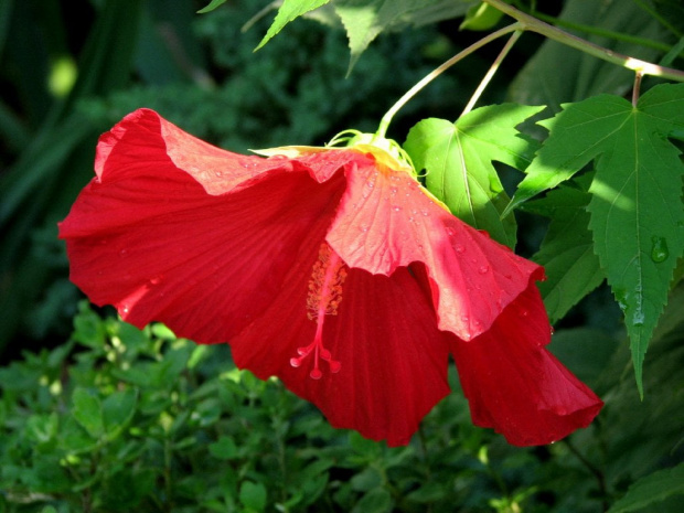 Hibiscus moscheutos