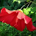 Hibiscus moscheutos