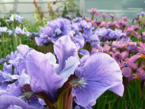 Irys sibirica
