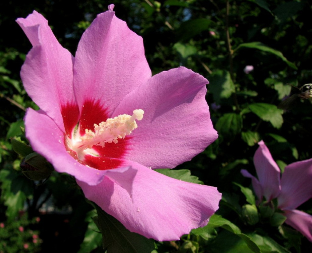 Hibiscus syriacus - Ketmia syryjska #KetmiaSyryjska