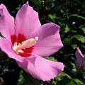 Hibiscus syriacus - Ketmia syryjska #KetmiaSyryjska