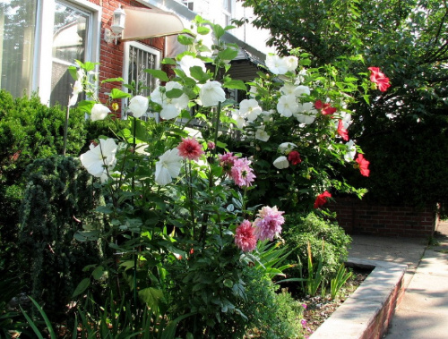 Hibiscus moscheutos