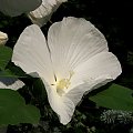 Hibiscus moscheutos