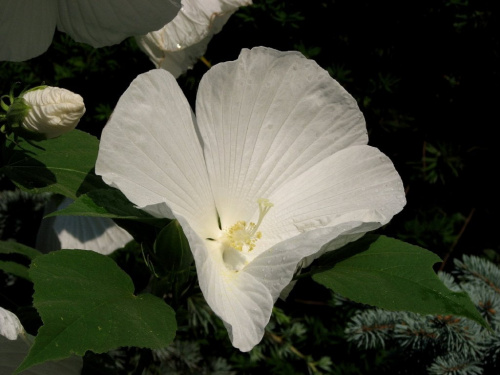 Hibiscus moscheutos