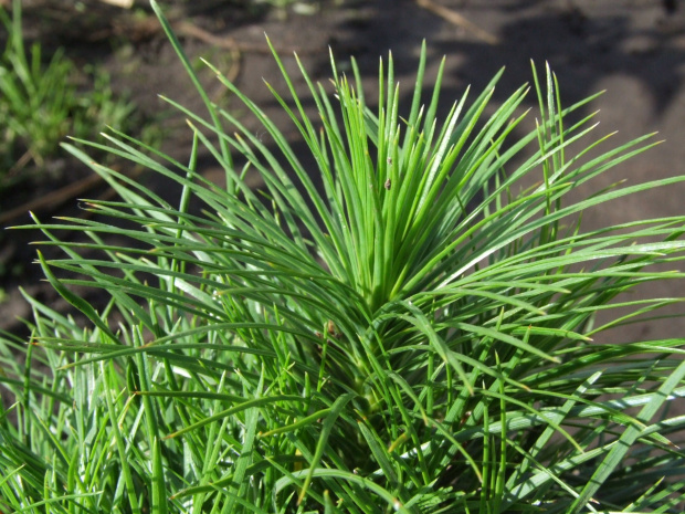 Pinus sylvestris 'Ksawerów'