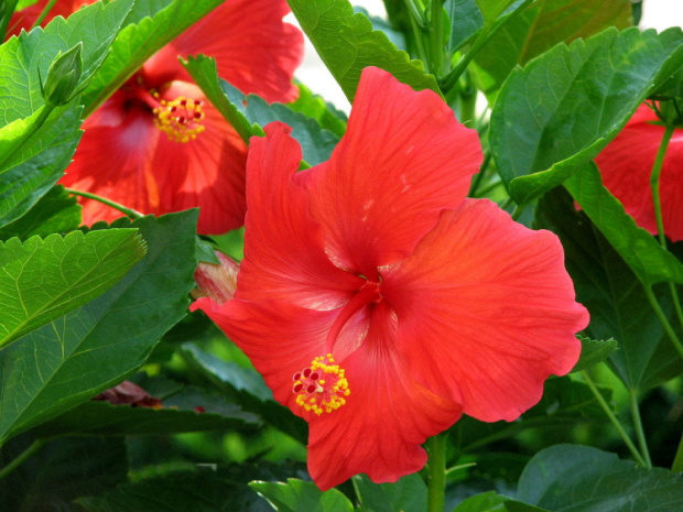 Hibiscus