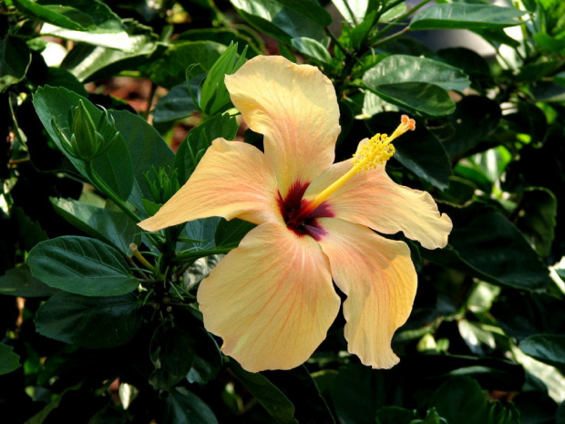 Hibiscus