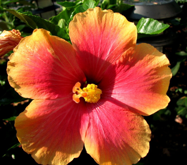 Hibiscus