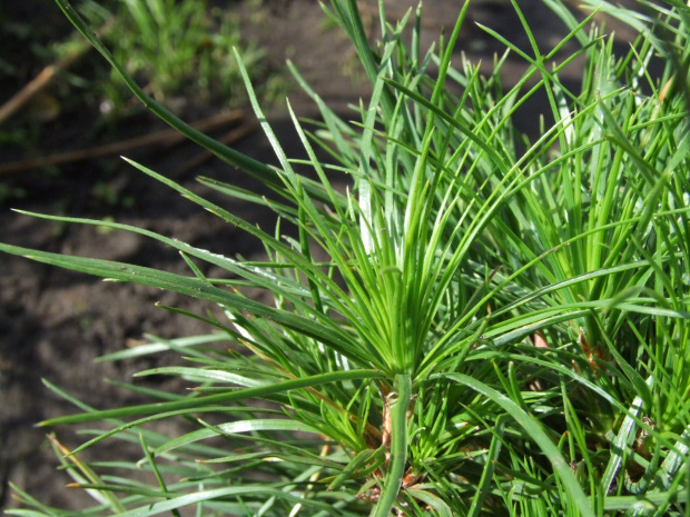 Pinus sylvestris 'Ksawerów'