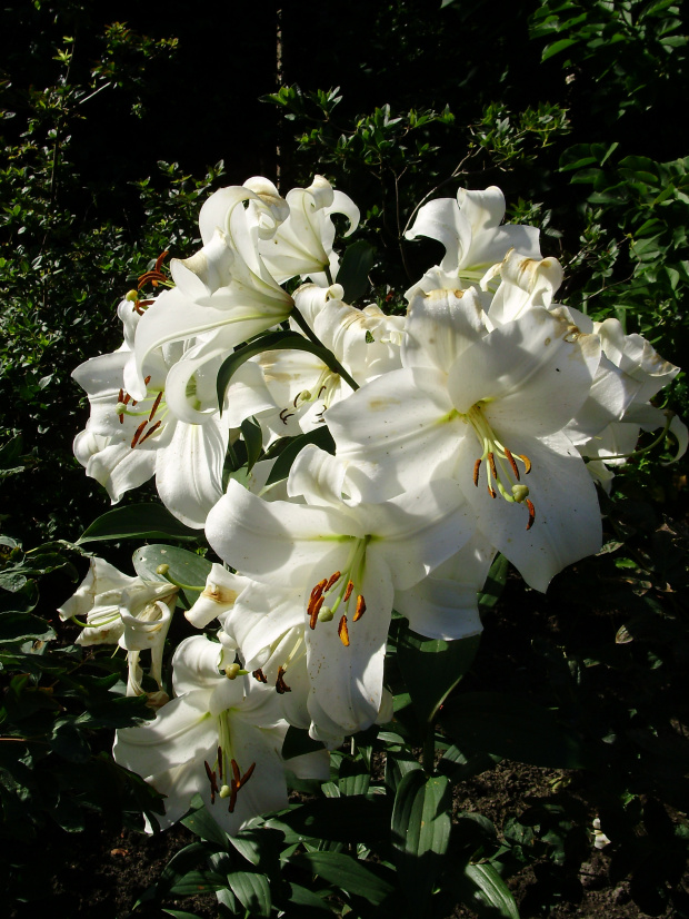 Lillium 'Bright Brilliant'