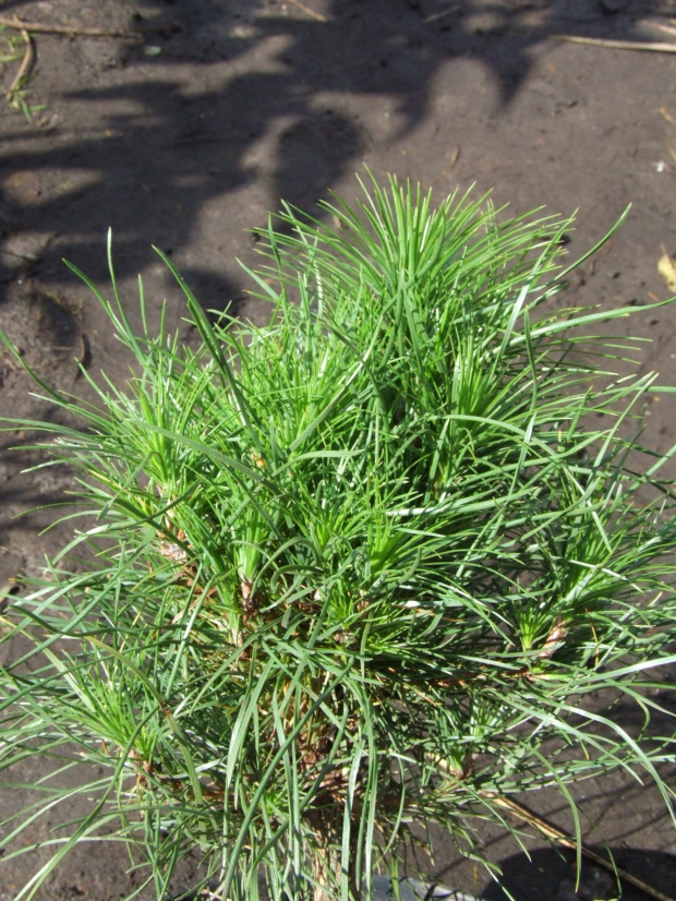 Pinus sylvestris 'Ksawerów'