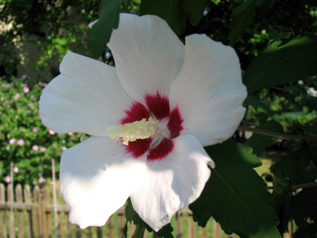 Hibiscus syriacus - Ketmia syryjska #KetmiaSyryjska