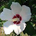 Hibiscus syriacus - Ketmia syryjska #KetmiaSyryjska