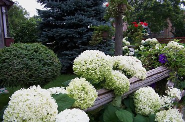hortensje #hortensje #ogrod #sierpien #kwiaty