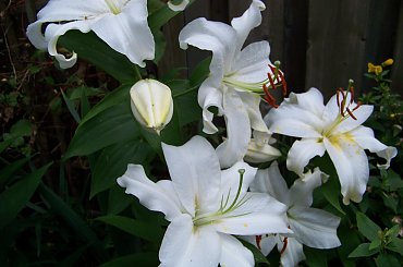 zapach lilii :) #lilie #ogrod #sierpien