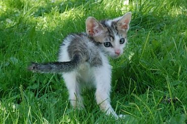 ... #koty #kociaki #kotki #kocięta #kocury #koteczki