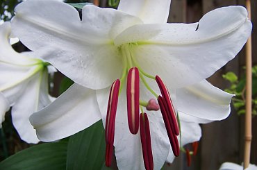 zapach lilii :) #lilie #ogrod #sierpien