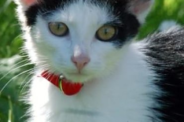 ... #koty #kociaki #kotki #kocięta #kocury #koteczki