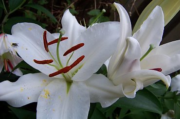 zapach lilii :) #lilie #ogrod #sierpien