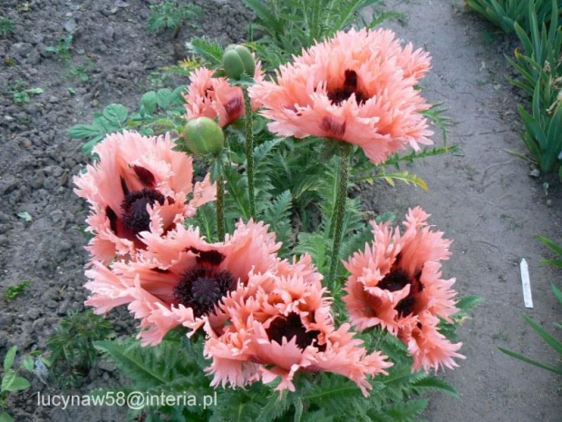 Papaver orient