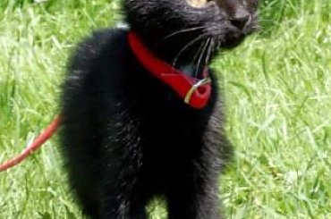 ... #koty #kociaki #kotki #kocięta #kocury #koteczki