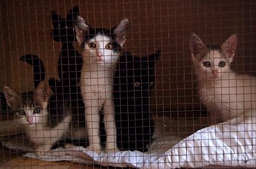 ... #koty #kociaki #kotki #kocięta #kocury #koteczki