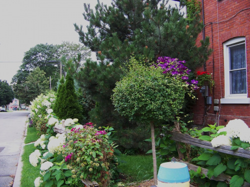 zakatki ogrodu, teraz clematis pnie sie po drzewku bzu :) #hortensje #clematis #ogrod #sierpien