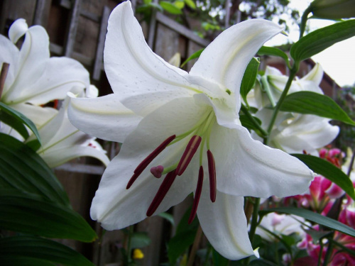 zapach lilii :)
-biala to "Casablanka" #lilie #ogrod #sierpien