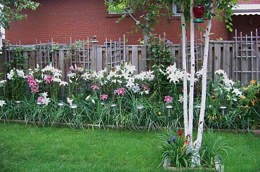 zapach lilii :) #lilie #ogrod #sierpien