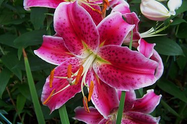 zapach lilii :) #lilie #ogrod #sierpien