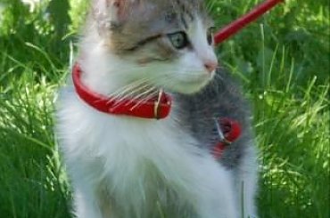 ... #koty #kociaki #kotki #kocięta #kocury #koteczki