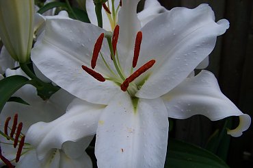 zapach lilii :) #lilie #ogrod #sierpien