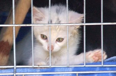 ... #koty #kociaki #kotki #kocięta #kocury #koteczki