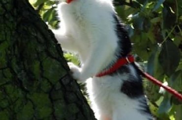 ... #koty #kociaki #kotki #kocięta #kocury #koteczki