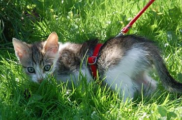 ... #koty #kociaki #kotki #kocięta #kocury #koteczki