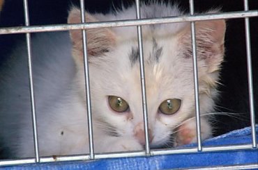 ... #koty #kociaki #kotki #kocięta #kocury #koteczki