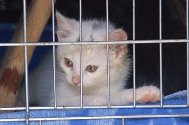 ... #koty #kociaki #kotki #kocięta #kocury #koteczki