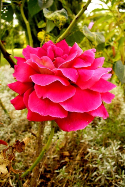 Różowa róża :) #rośliny #ogród #botanika #flora #natura #przyroda #kwiaty #róż #róża