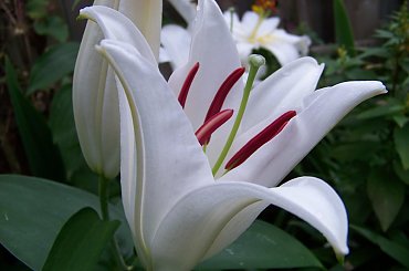 o poranku :)
....no i jak nie kochac lilii :) #lilie #ogrod #poranek #sierpien #kwiaty #cudo