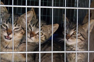 ... #koty #kociaki #kotki #kocięta #kocury #koteczki