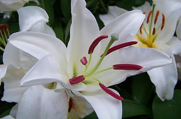 zapach lilii :) #lilie #ogrod #sierpien