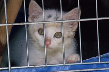 ... #koty #kociaki #kotki #kocięta #kocury #koteczki