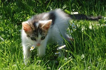 ... #koty #kociaki #kotki #kocięta #kocury #koteczki