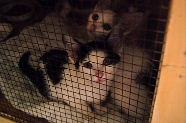 ... #koty #kociaki #kotki #kocięta #kocury #koteczki