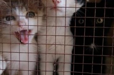 ... #koty #kociaki #kotki #kocięta #kocury #koteczki