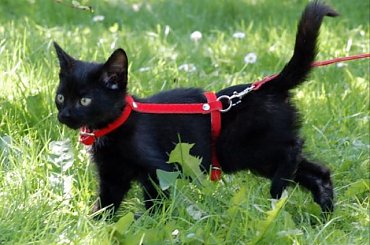 ... #koty #kociaki #kotki #kocięta #kocury #koteczki